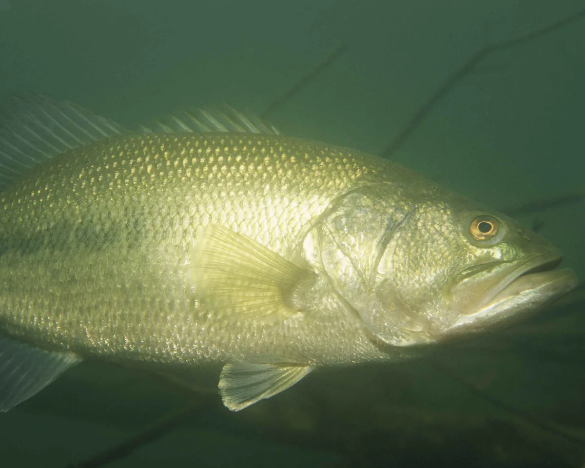 Black bass (Micropterus salmoides)