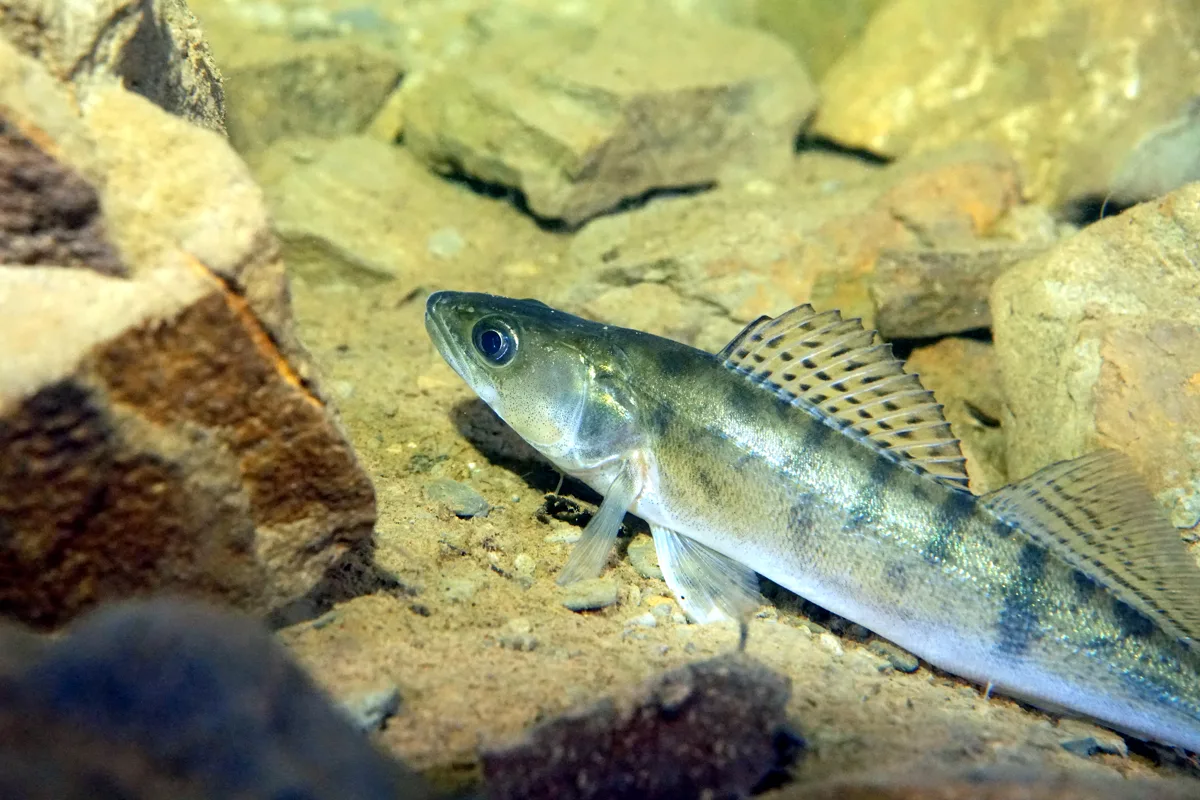 Lucioperca o sandre (Sander lucioperca)