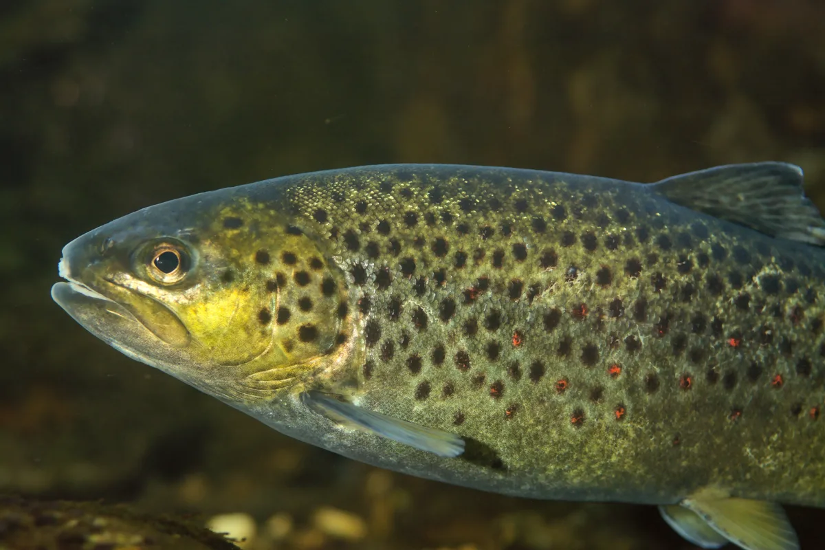 Trucha común (Salmo trutta)